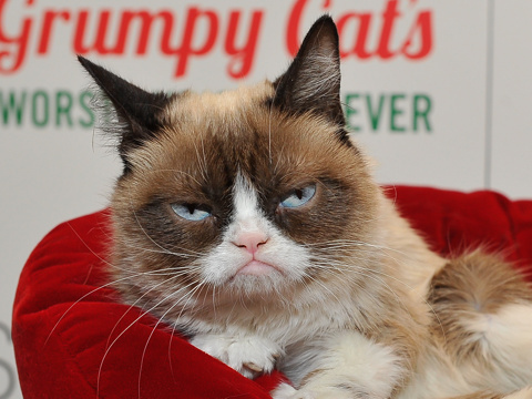 Odds & Ends: Grumpy Cat to Join Cats Cast, Idina Menzel on Frozen 2 ...